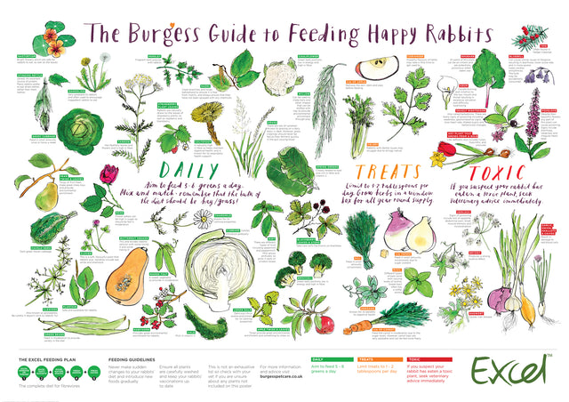 A feeding guide for rabbits, showing a variety of illustrated vegetables with their title and explanation when/how to eat them and if at all.